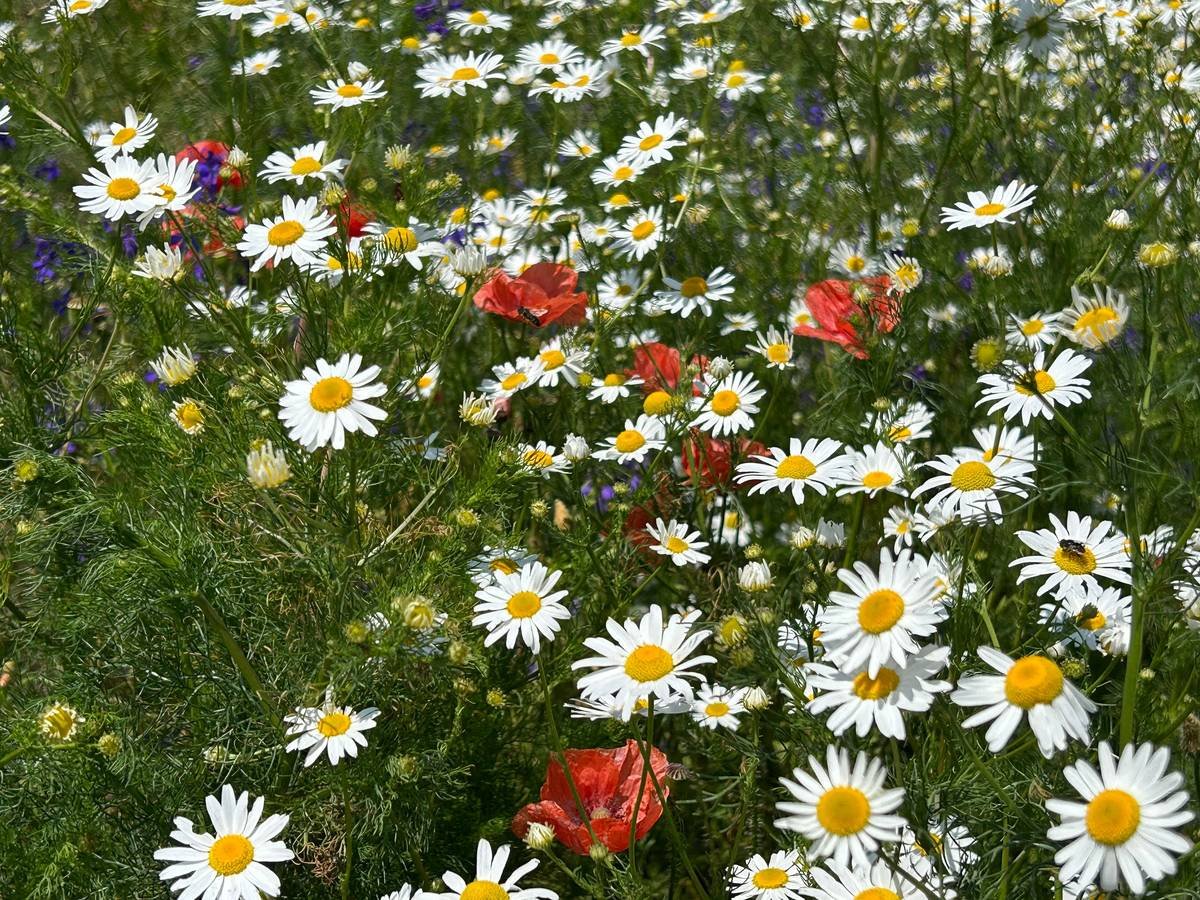 Are Daisies Weeds in Your Garden or Lawn