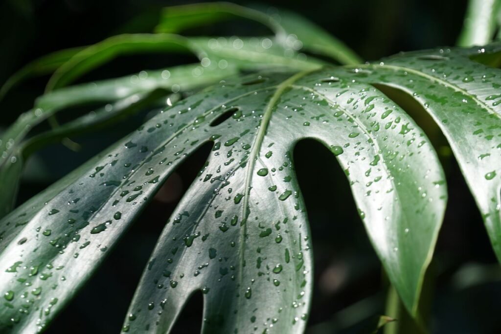 Why Is My Monstera Dripping Water and How to Fix It