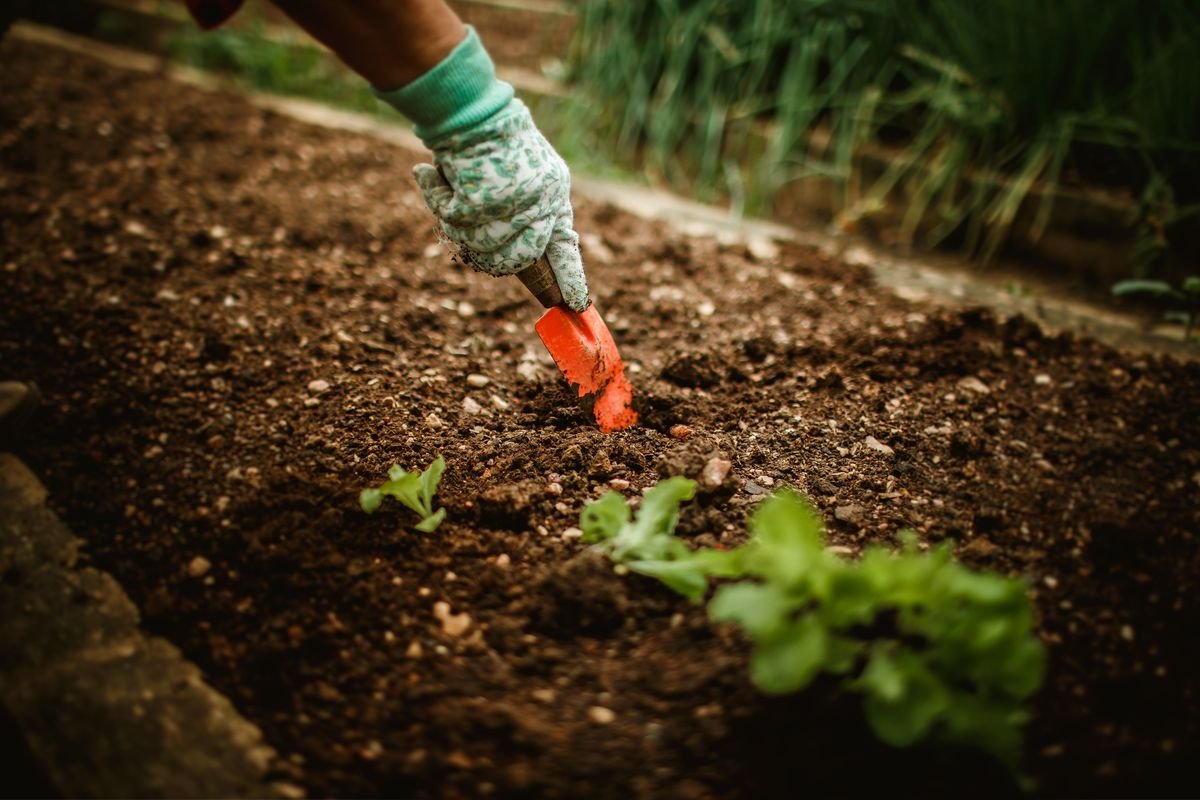 Smart Ways to Use Old Tomato Plants at Season End