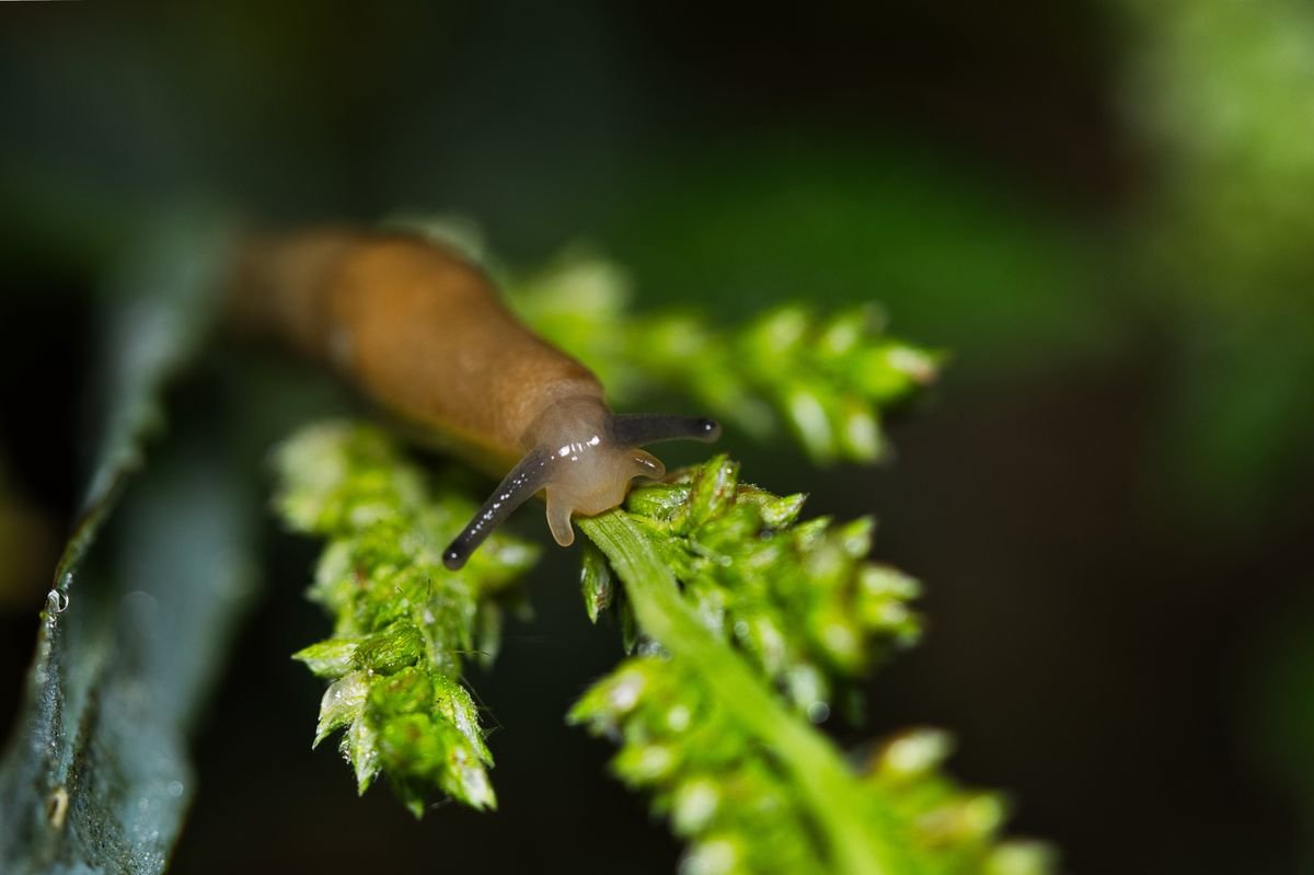 Do Deer Eat Boston Ferns and How to Keep Your Garden Safe