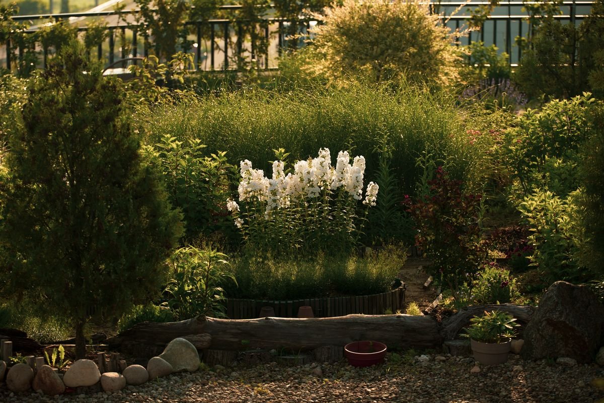 How to Attract and Protect Beneficial Insects in Your Garden