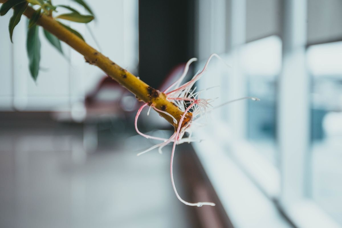 What to Do with Aerial Roots on Pothos Plants