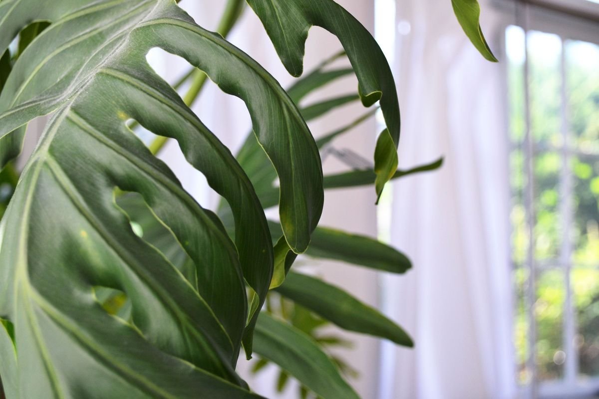 Philodendron vs Alocasia Differences and Care