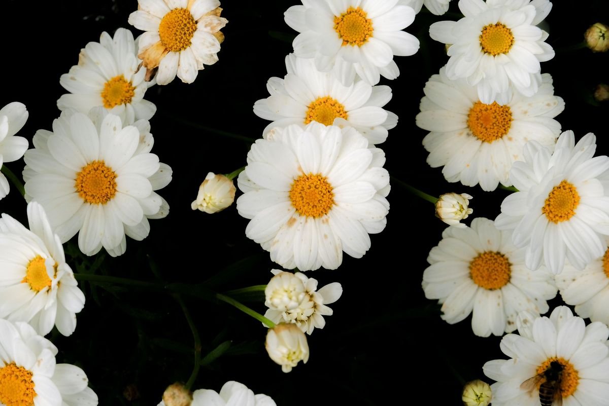 Are Daisies Weeds in Your Garden or Lawn