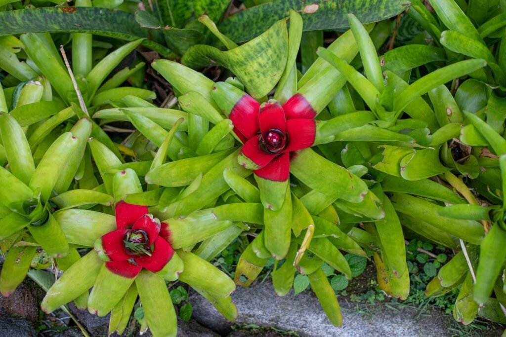 Best Companion Plants for Bromeliads in Gardens and Pots Best Companion Plants for Bromeliads in Gardens and Pots