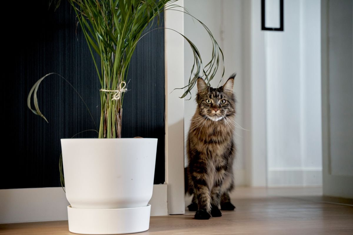 Are Majesty Palms Toxic to Cats and Dogs