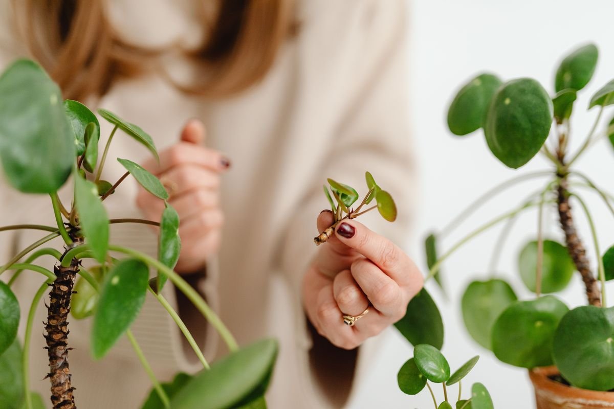 Why Is Your Dieffenbachia Stem Rotting and How to Fix It