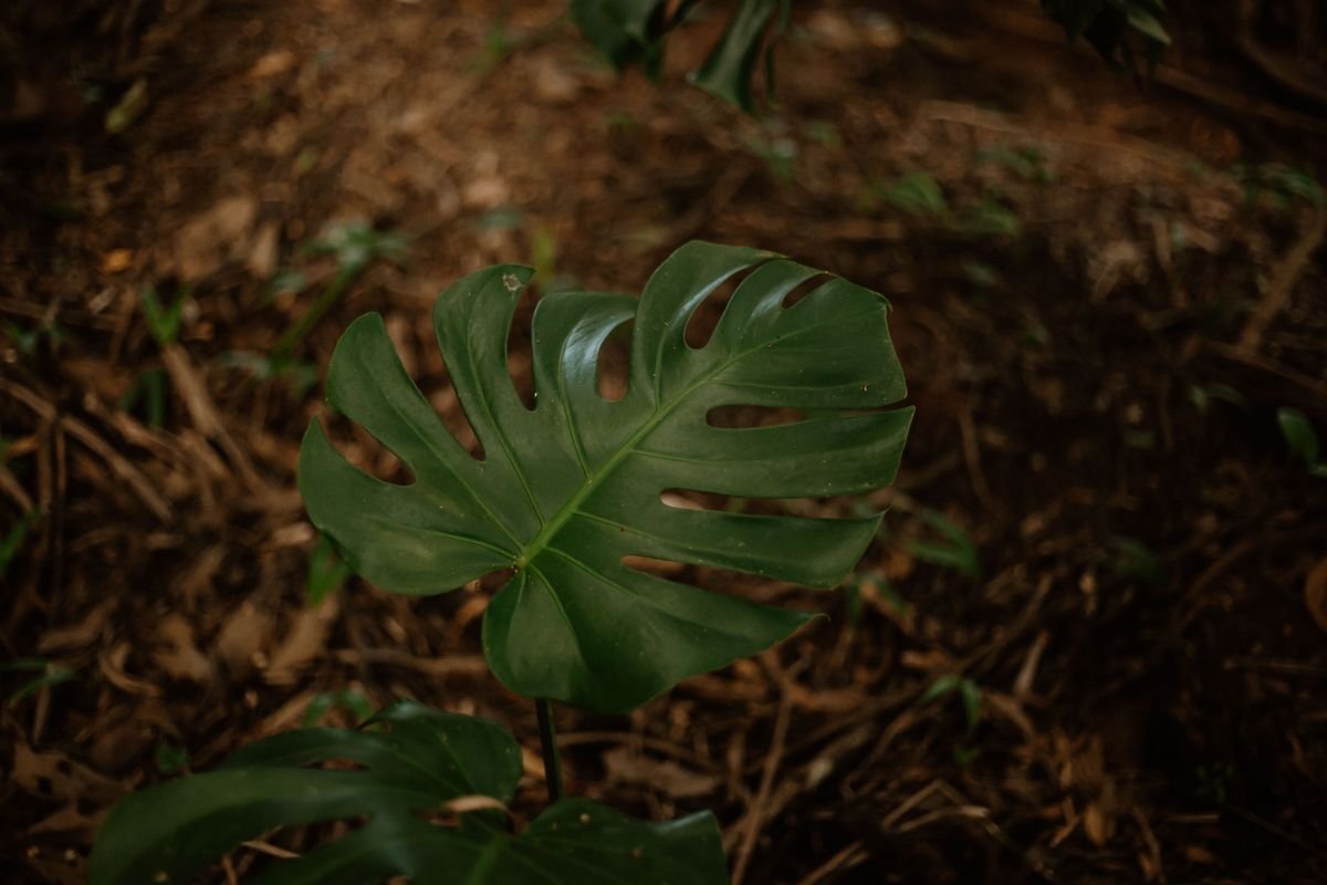 Why Monstera Leaves Curl and How to Fix Them
