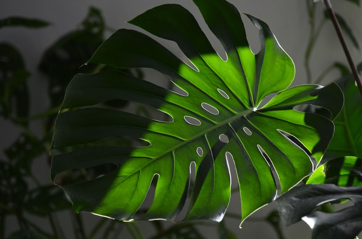 Do Monsteras Like Humidity and How Much Do They Need