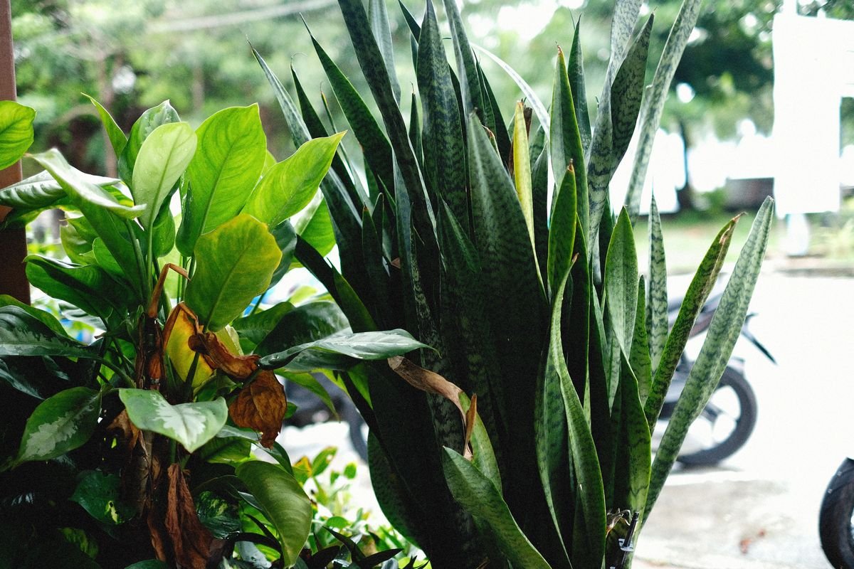The Best Soil for Snake Plants and How to Make Your Own Mix