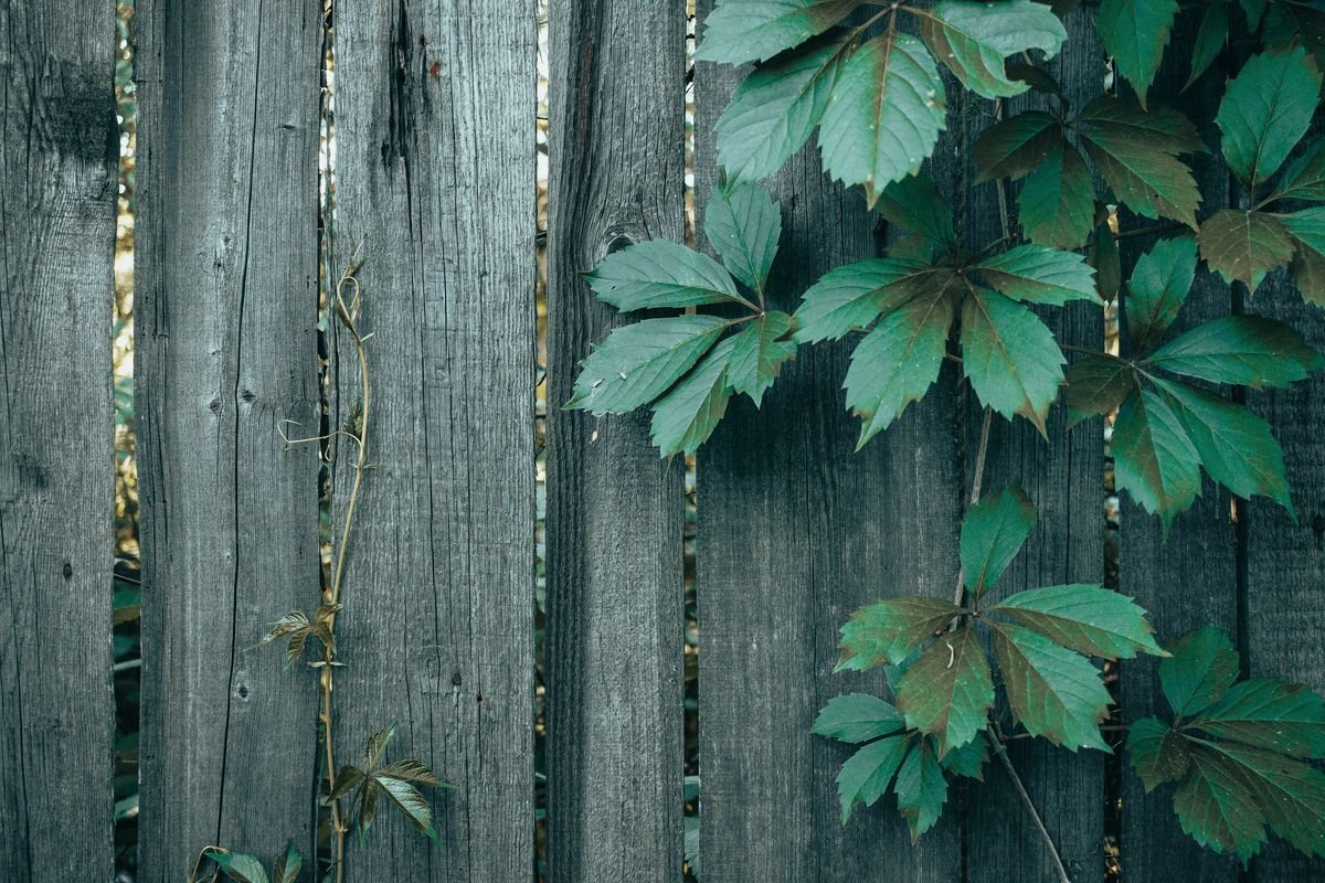 How Fast Does Ivy Grow on a Fence