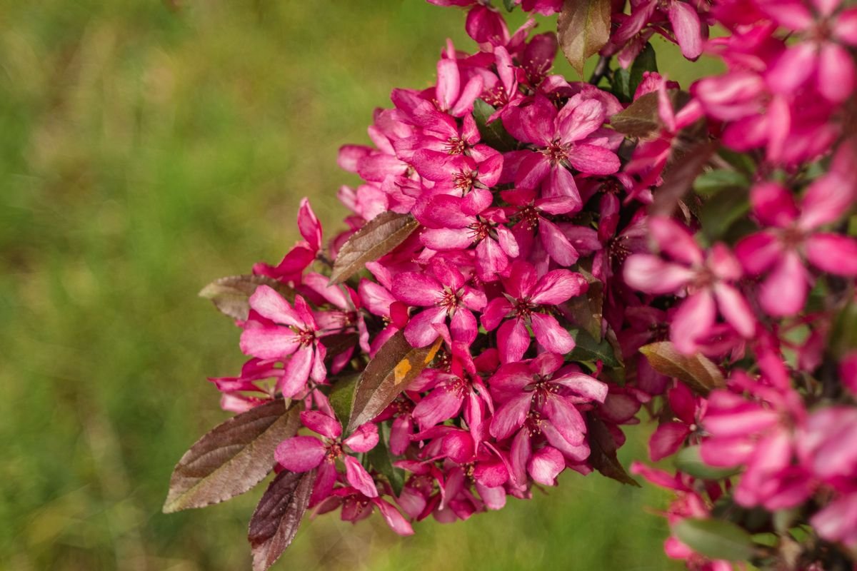 Crabapple vs Apple Tree Differences and Growing Guide