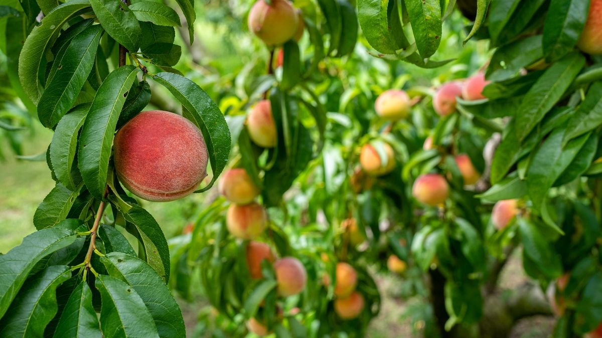 How to Grow Sweet and Juicy Backyard Peaches