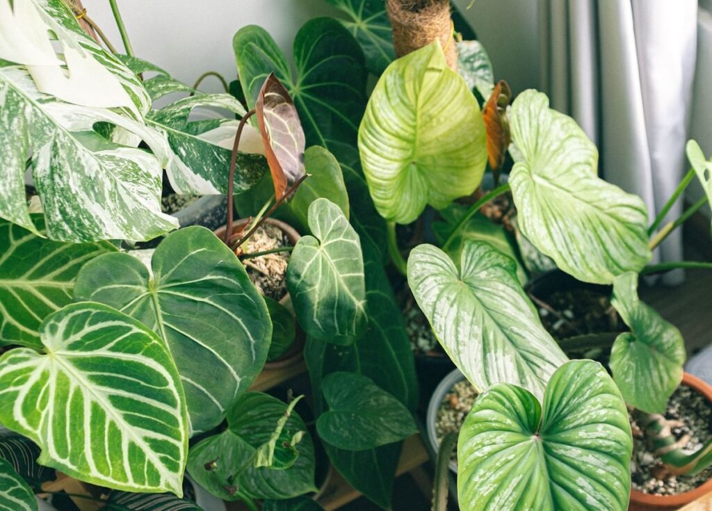 Why Does My Philodendron Have White Spots on Its Leaves Why Does My Philodendron Have White Spots on Its Leaves