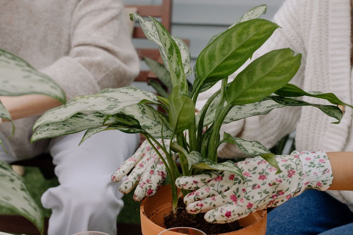 Zebra Plant Size Guide and Growth Tips