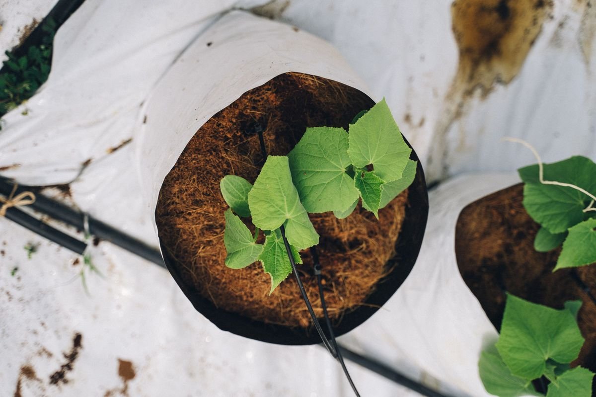 Difference Between Soil and Compost and How to Use Each