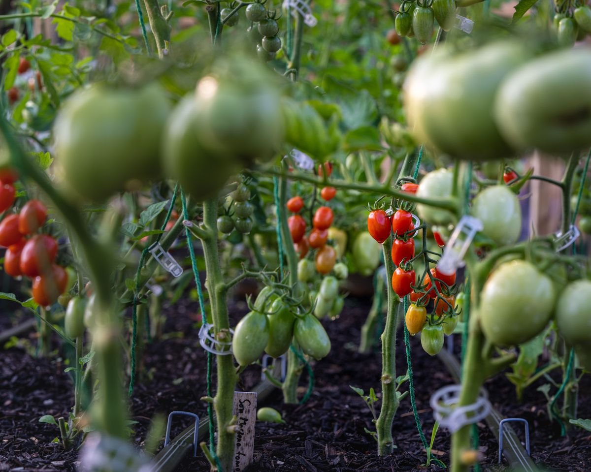 Can You Mulch a Vegetable Garden and How to Do It Right