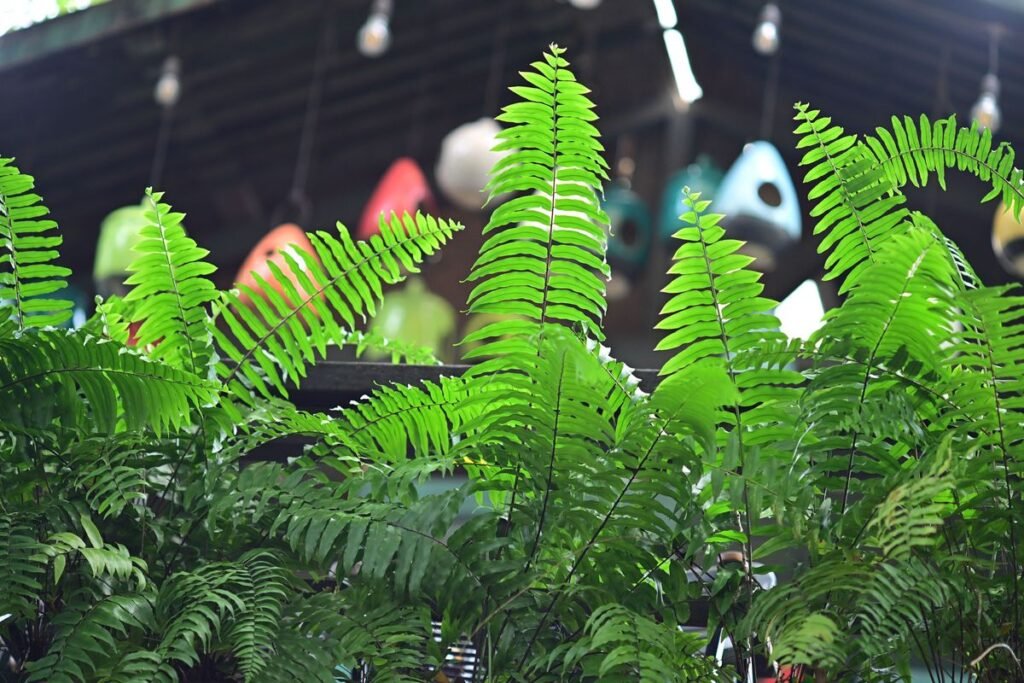 Do Deer Eat Boston Ferns and How to Keep Your Garden Safe Do Deer Eat Boston Ferns and How to Keep Your Garden Safe