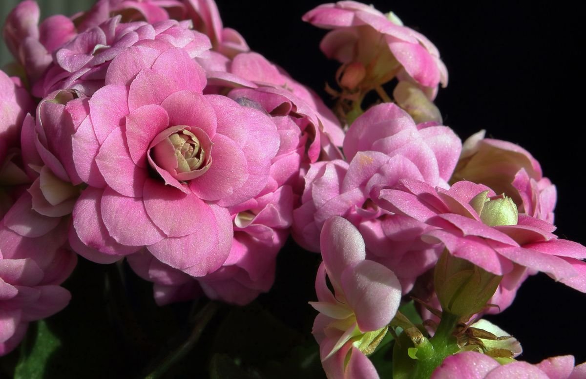 Can You Plant Kalanchoe Outside