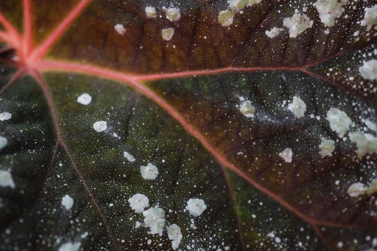 Why Dieffenbachia Leaves Turn White and How to Fix Them