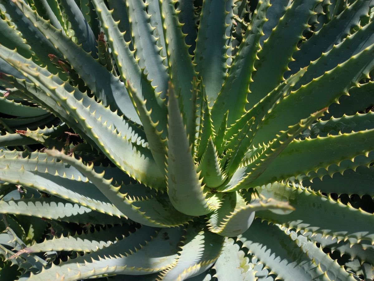How Big Do Aloe Plants Get and How to Manage Their Size