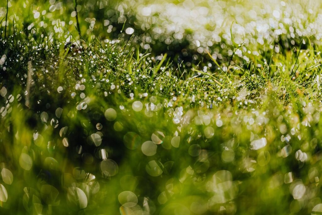 Why Your Grass Turns Brown After Heavy Rain and How to Fix It Why Your Grass Turns Brown After Heavy Rain and How to Fix It