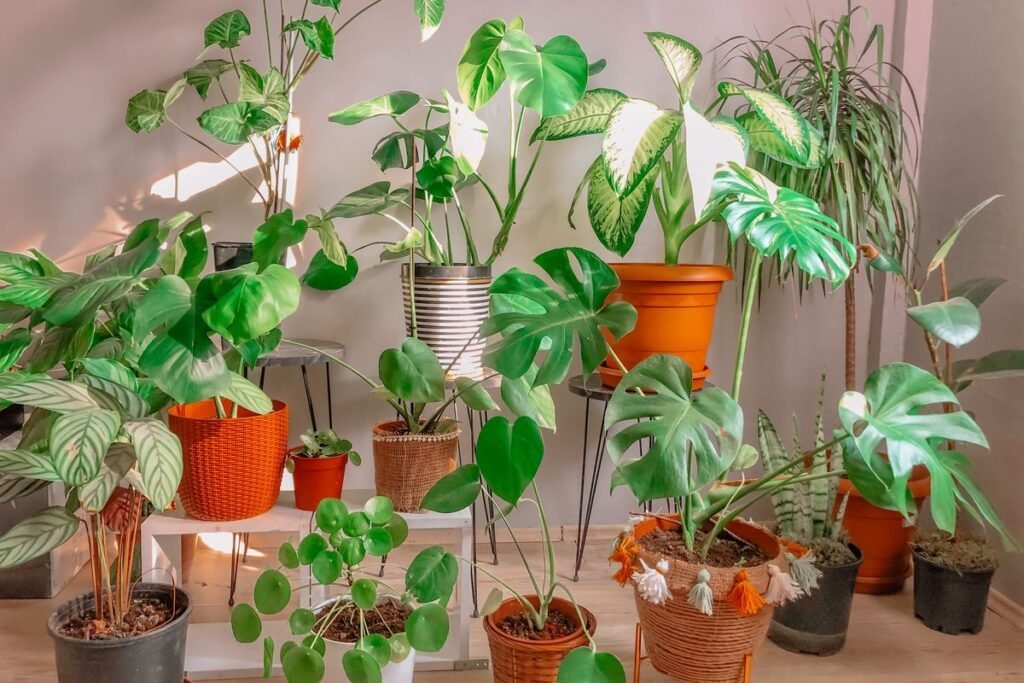 Why Your Dieffenbachia Is Leggy and How to Fix It