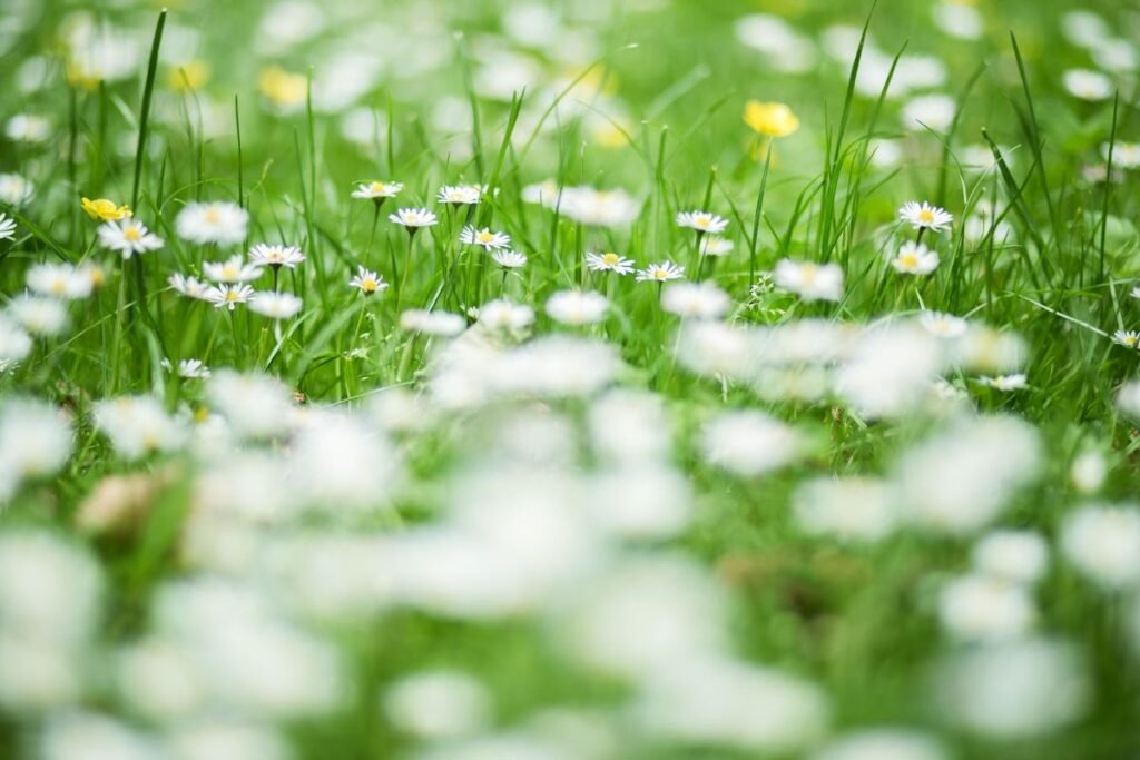 Are Daisies Weeds in Your Garden or Lawn Are Daisies Weeds in Your Garden or Lawn