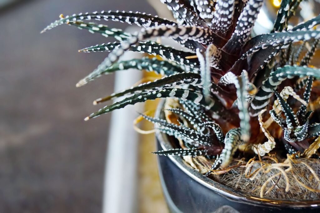 Zebra Plant Size Guide and Growth Tips Zebra Plant Size Guide and Growth Tips