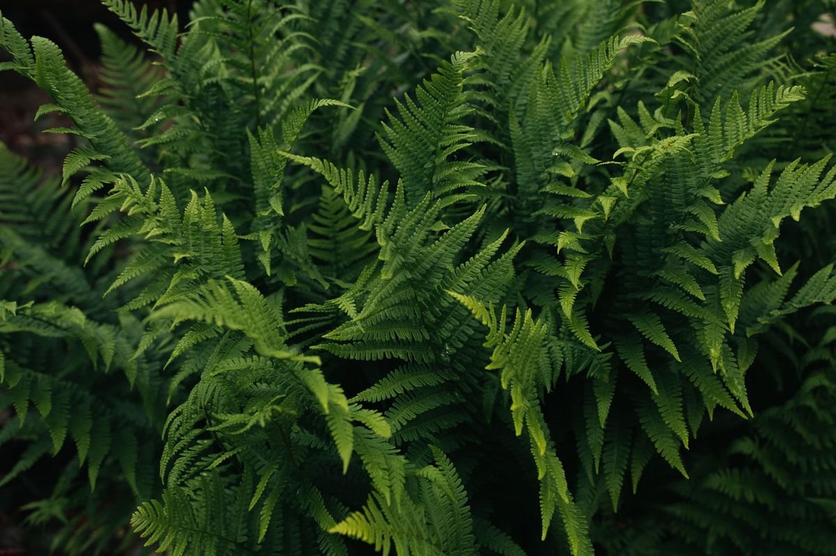 Do Deer Eat Boston Ferns and How to Keep Your Garden Safe