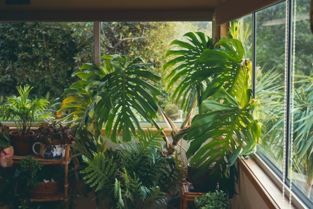 How to Identify and Treat Monstera Root Rot How to Identify and Treat Monstera Root Rot