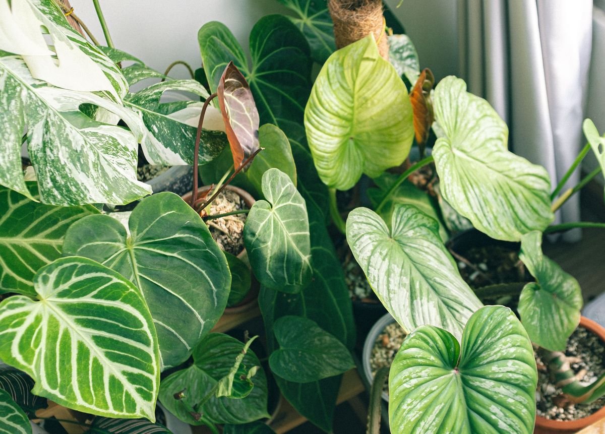 Zebra Plant Size Guide and Growth Tips