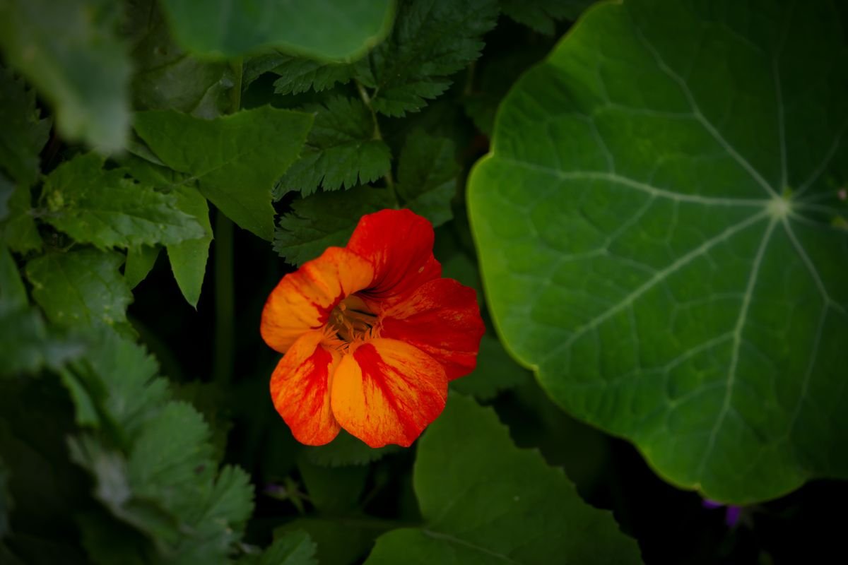 How to Design a Beautiful and Edible Salad Garden