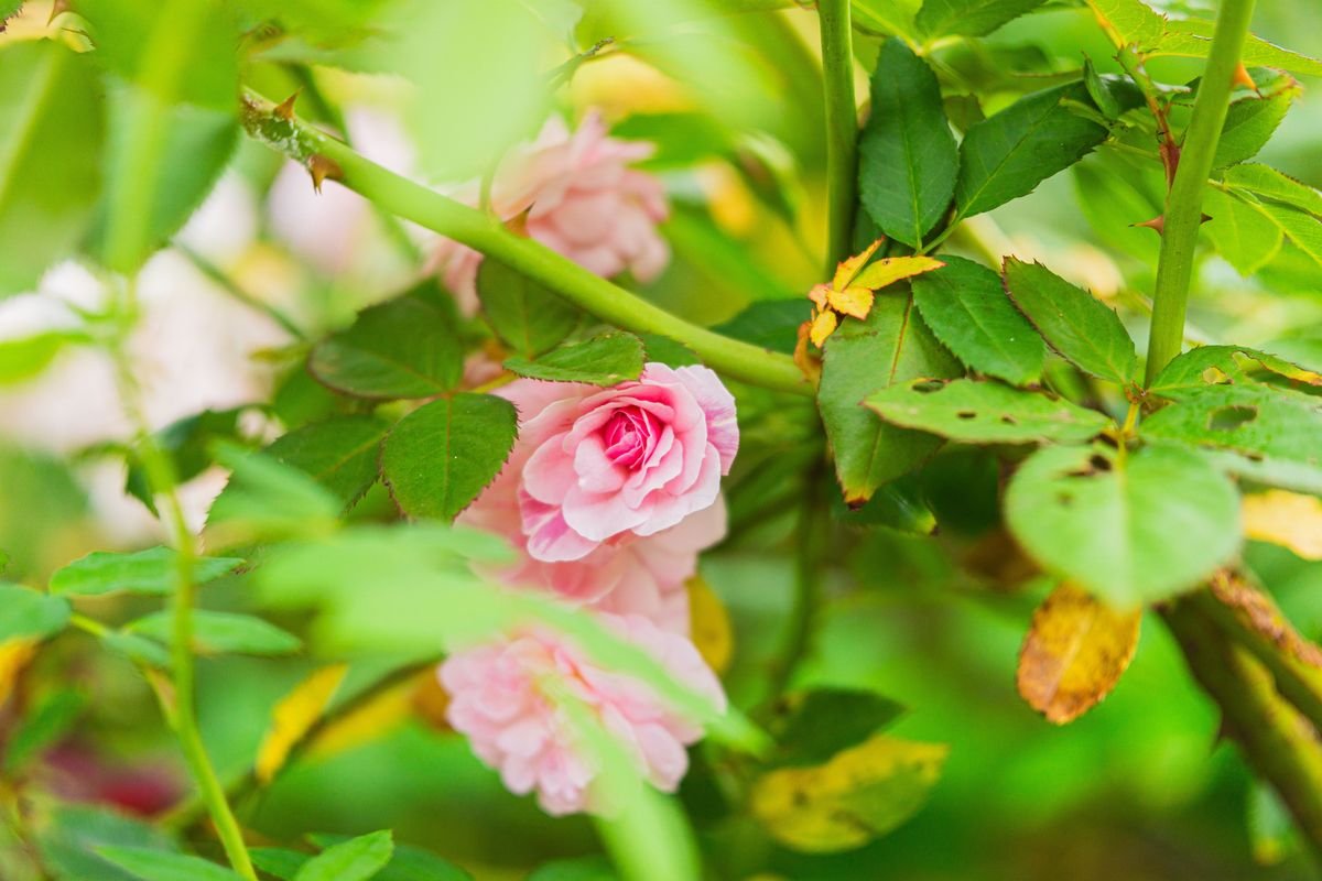 Why Rose Leaves Turn Yellow and How to Fix Them