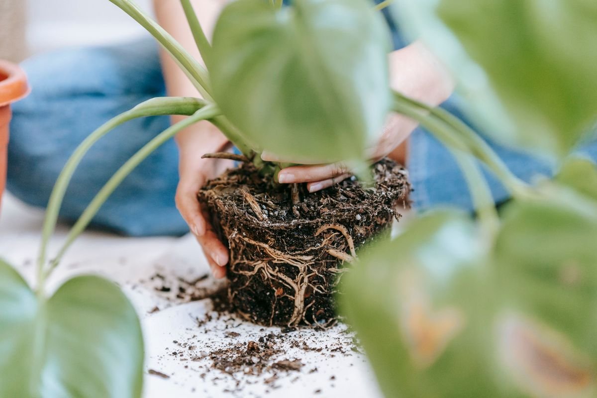 Monstera vs Mini Monstera Guide to Plant Differences and Care