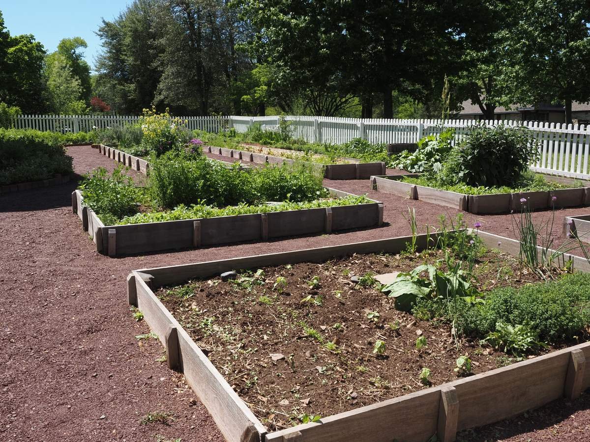 Why Growing Your Own Food Transforms Your Body and Mind