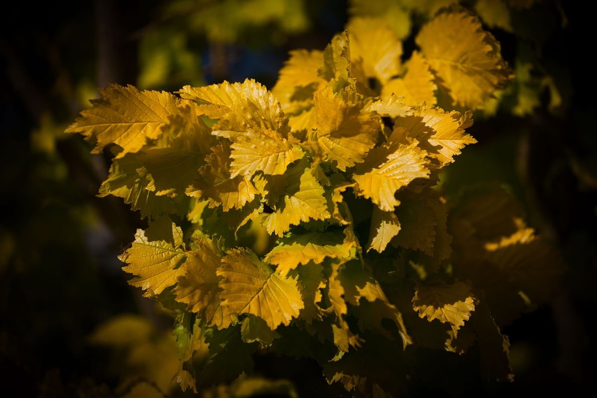 Why Plants Need Nitrogen and How to Spot a Deficiency