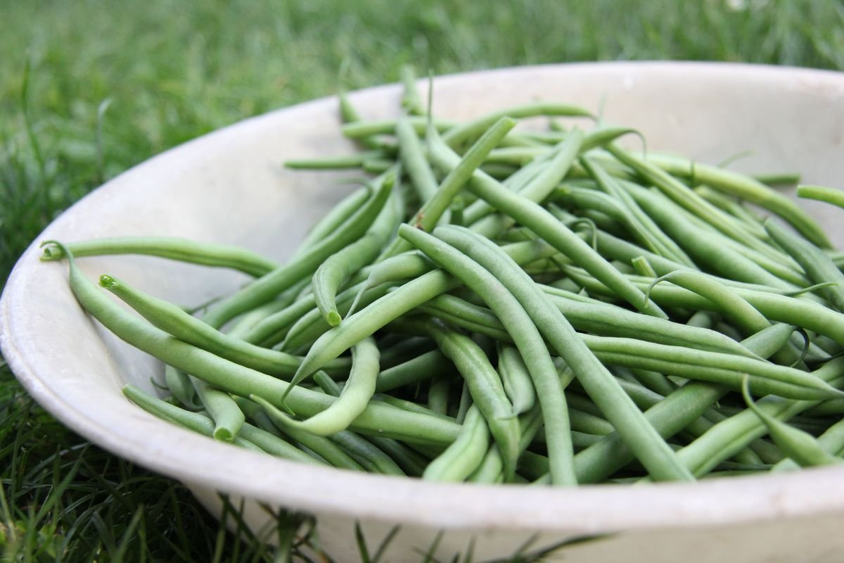 Why Your Bush Beans Stopped Growing and How to Fix Them