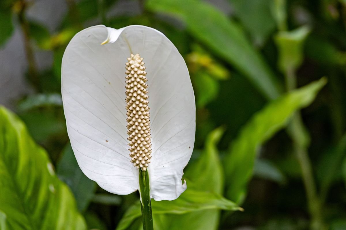 Do Peace Lilies Need Sunlight to Thrive and Bloom