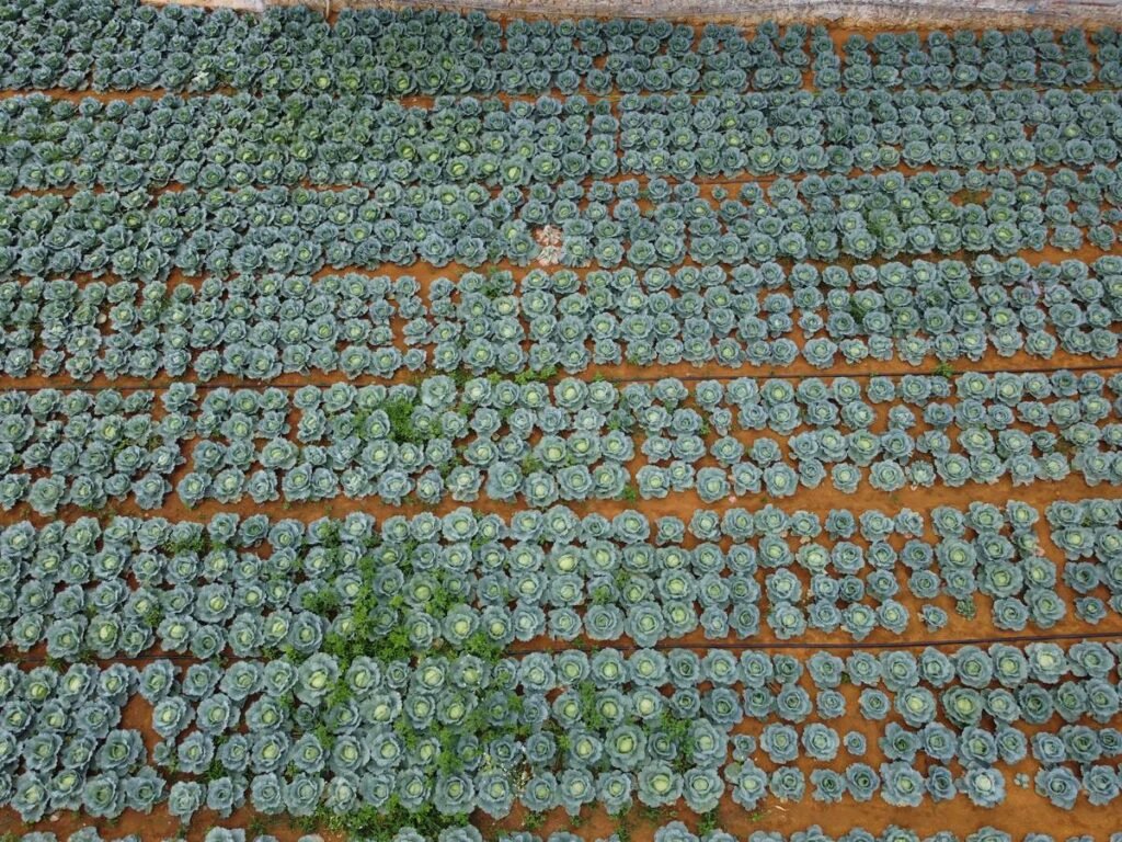 Major Benefits of Organic Farming for Your Garden and the Planet Major Benefits of Organic Farming for Your Garden and the Planet
