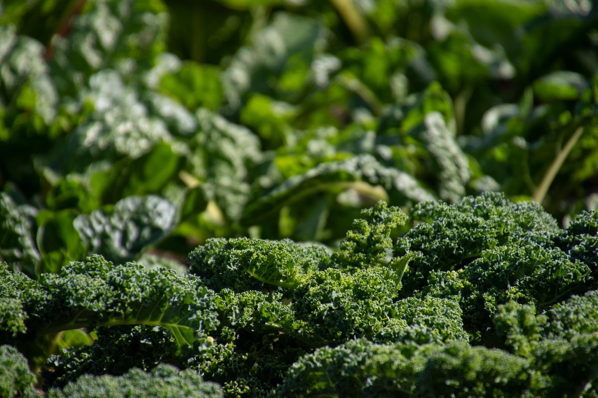 How to Keep Your Garden Thriving and Green All Year