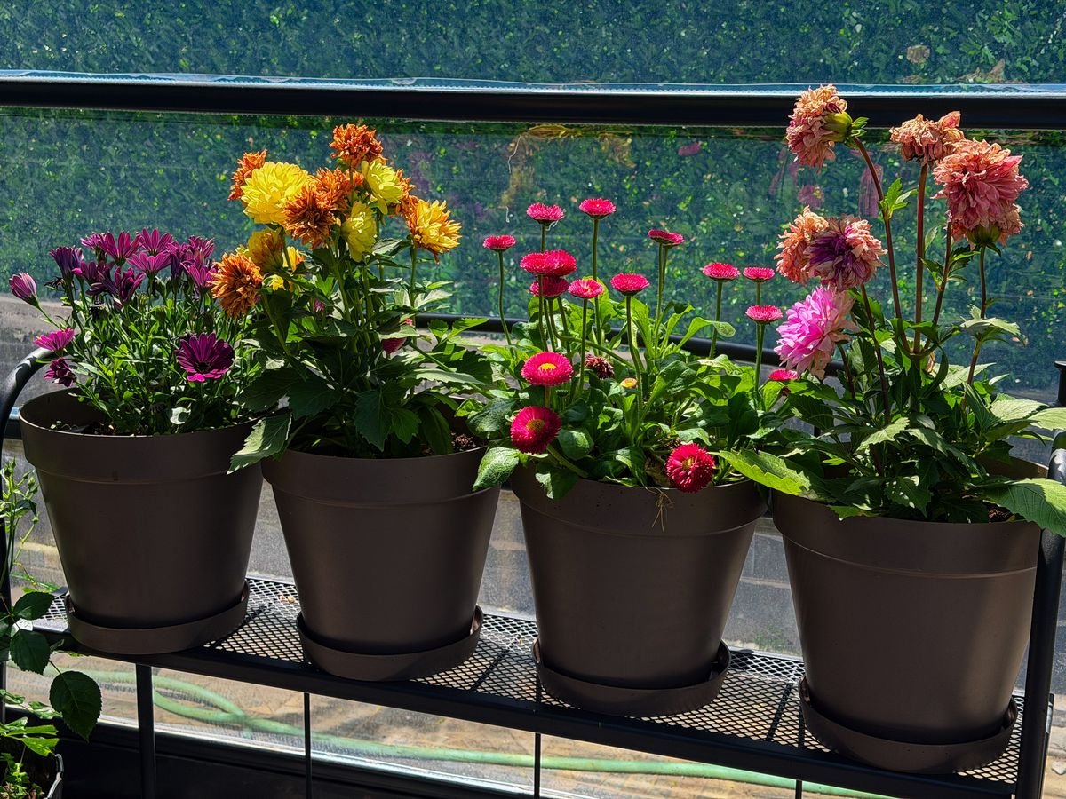 How Long Dahlias Bloom and Ways to Extend the Flowering Season
