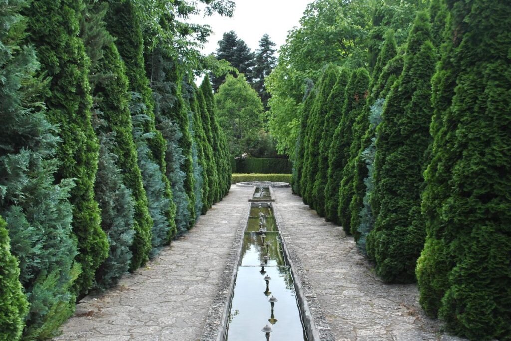 Are Arborvitae Truly Deer Resistant and How Can You Keep Them Safe Are Arborvitae Truly Deer Resistant and How Can You Keep Them Safe