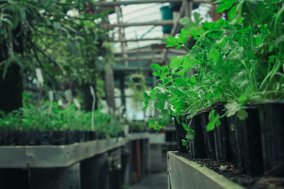 How to Rejuvenate Old Potting Soil for Healthy Plants