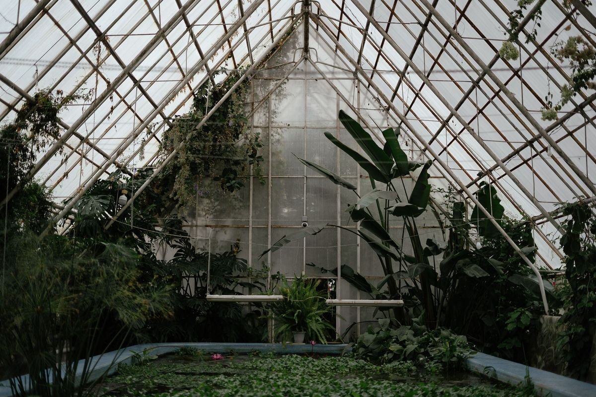 Why Are Monstera Plants So Expensive