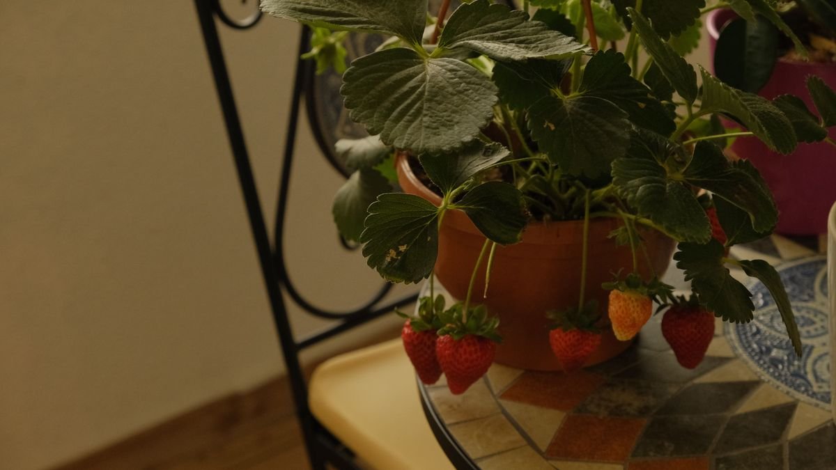 How to Grow Your Own Food in a Small Apartment