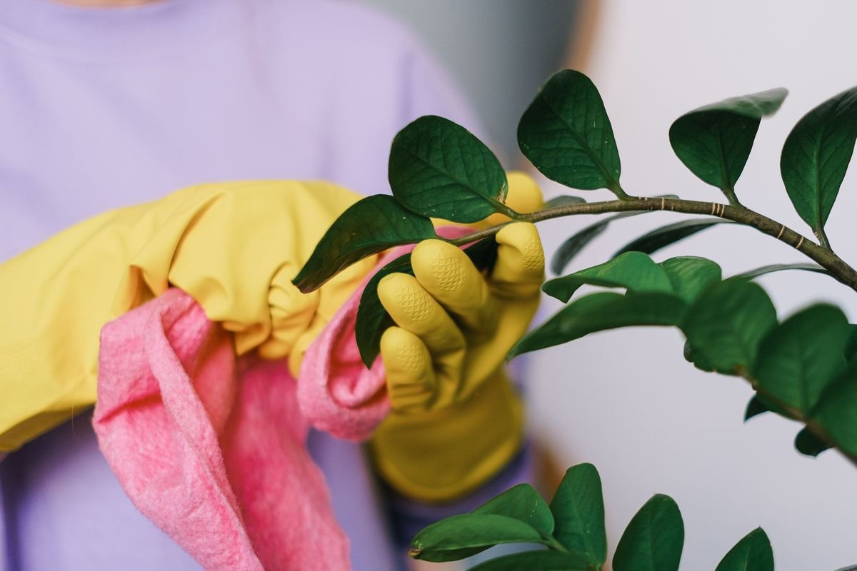 Complete Guide to Cleaning Monstera Leaves Safely and Effectively