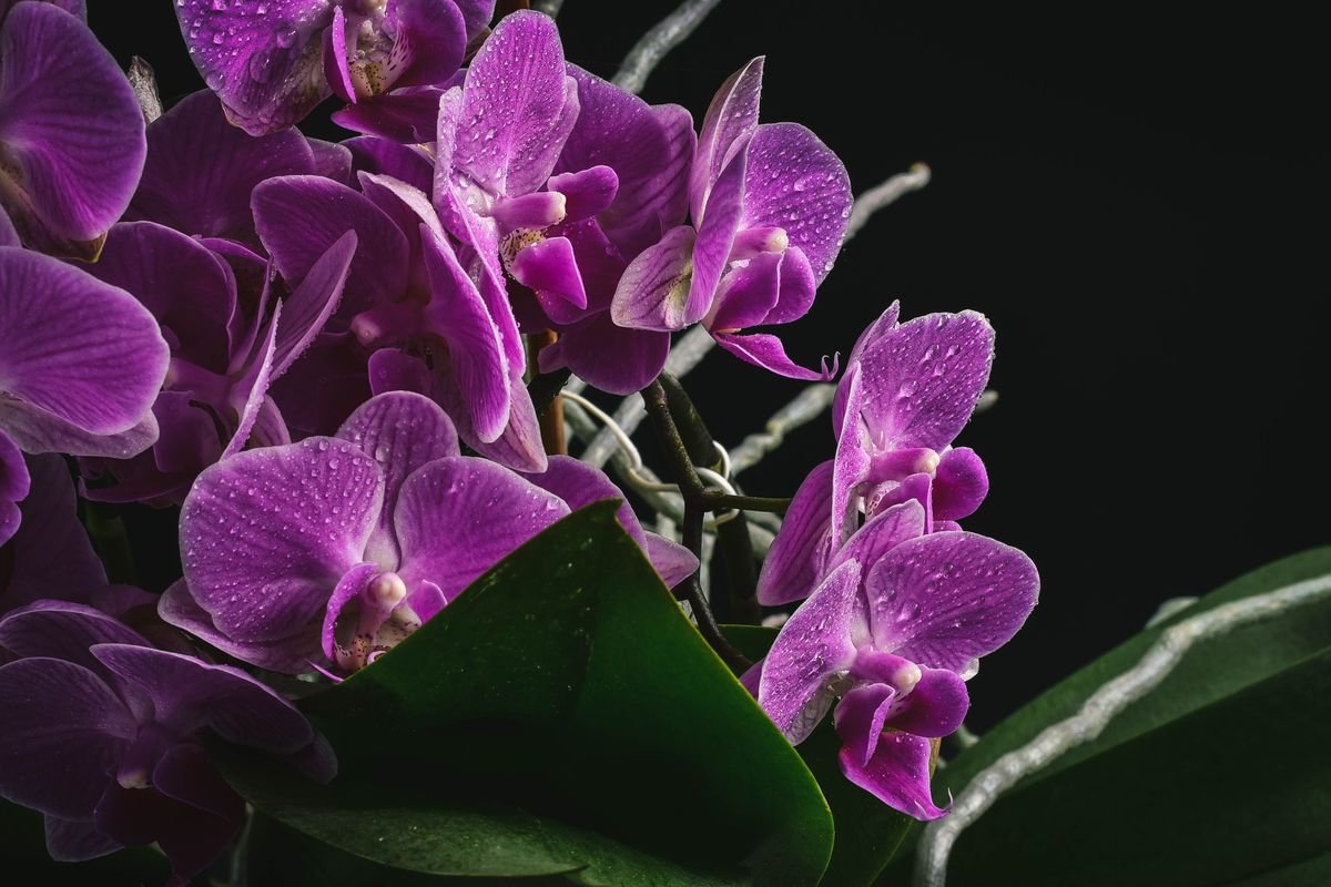Do Orchids Grow Back and How to Make Them Rebloom