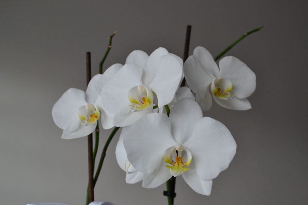 Do Orchids Grow Back and How to Make Them Rebloom Do Orchids Grow Back and How to Make Them Rebloom