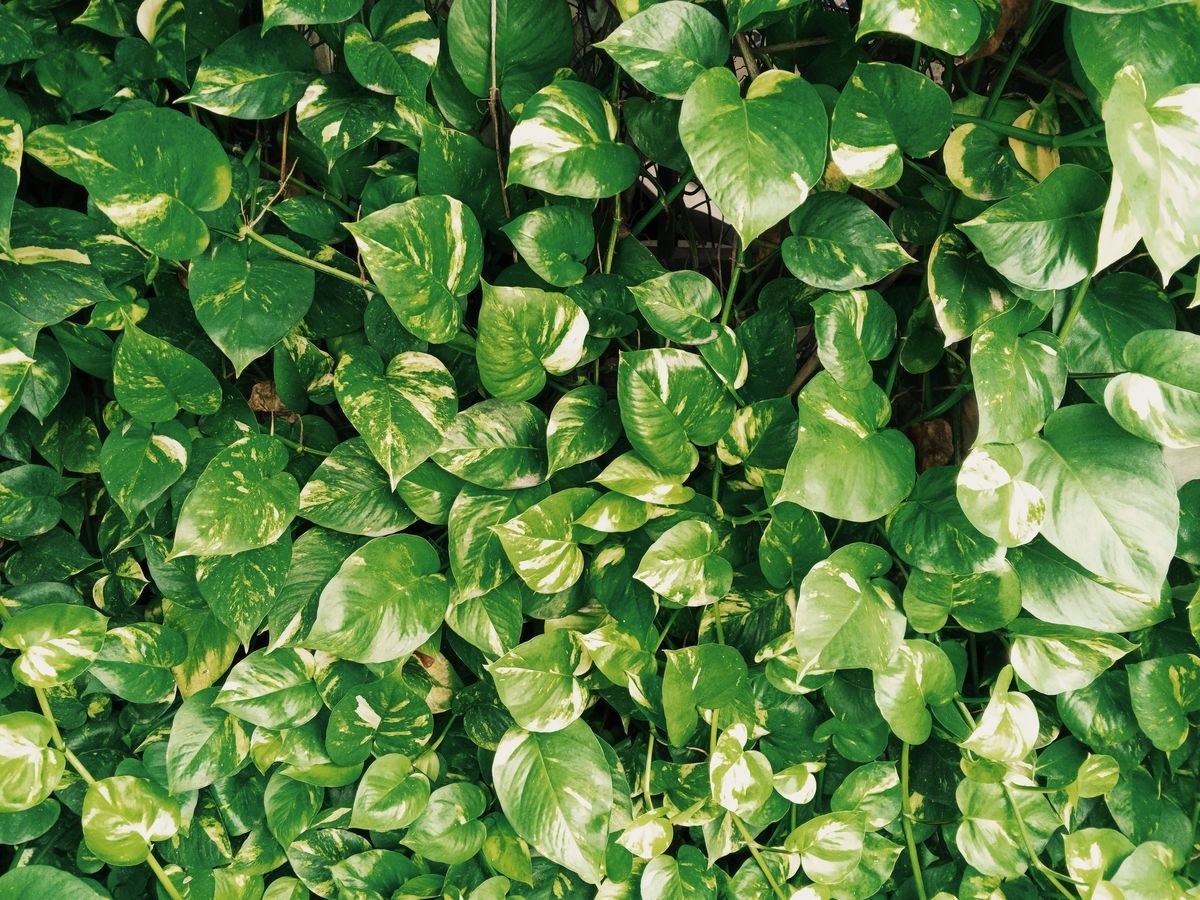 How to Train Your Pothos to Climb or Trail Successfully